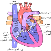 ملف:Diagram of the human heart.png